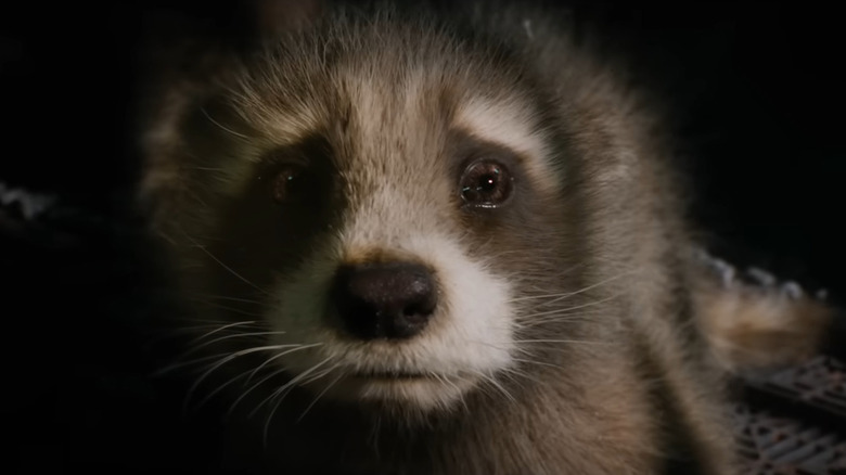 Baby Rocket Raccoon looking sad